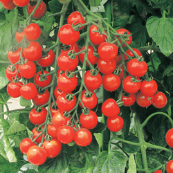 トマト 【サンチェリープレミアム】 良食味、日持ち性、耐裂果性、多収 