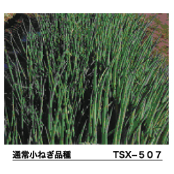 ちゃんこ葱（TSX-507）2枚目