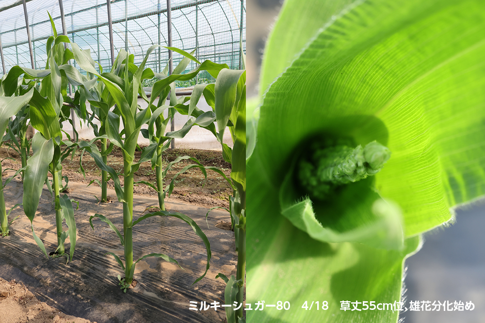 生育中