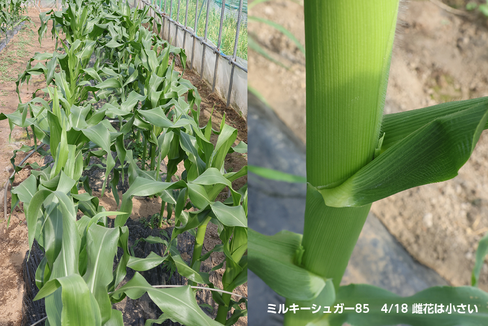 生育中
