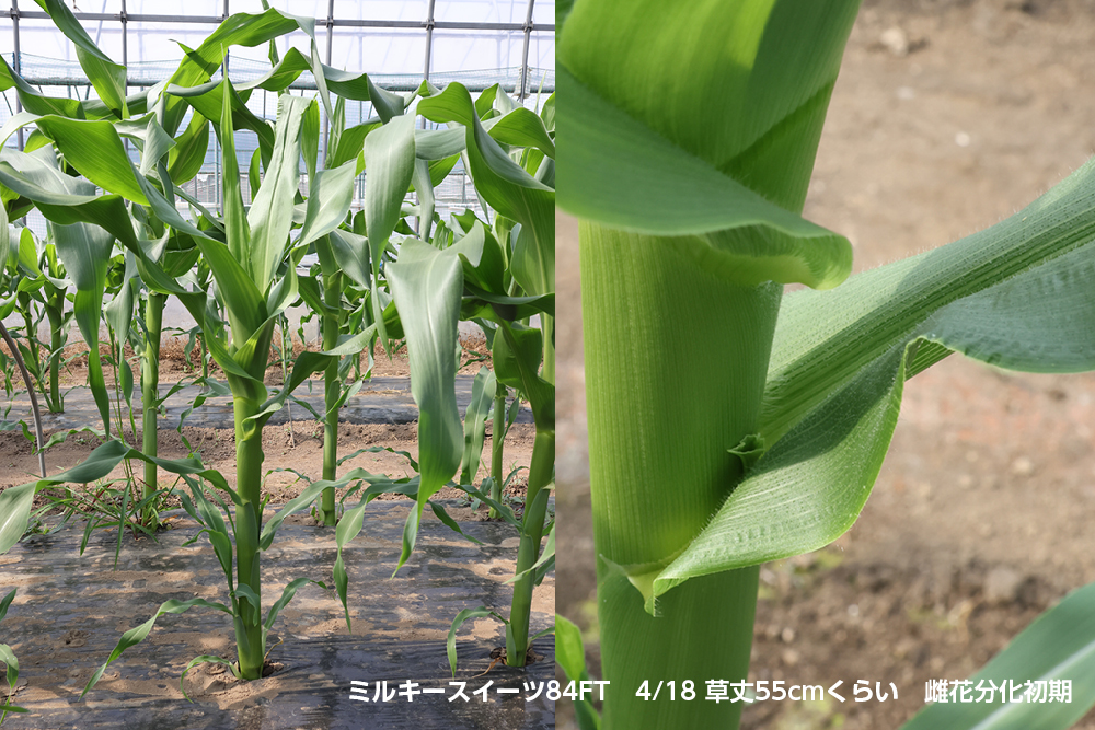 生育中