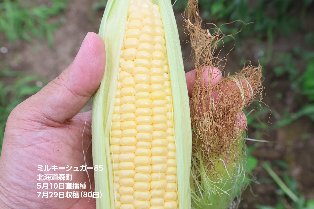ミルキーシュガー」スイートコーンの産地栽培事例 冷涼地（北海道）5