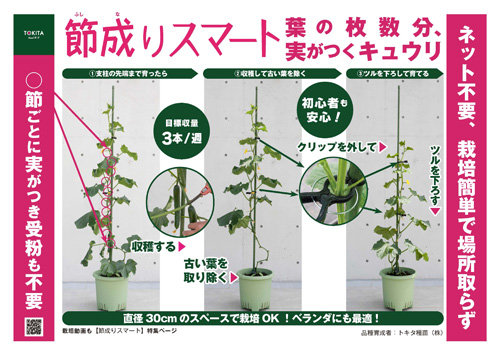 節成りスマート育て方ポップ