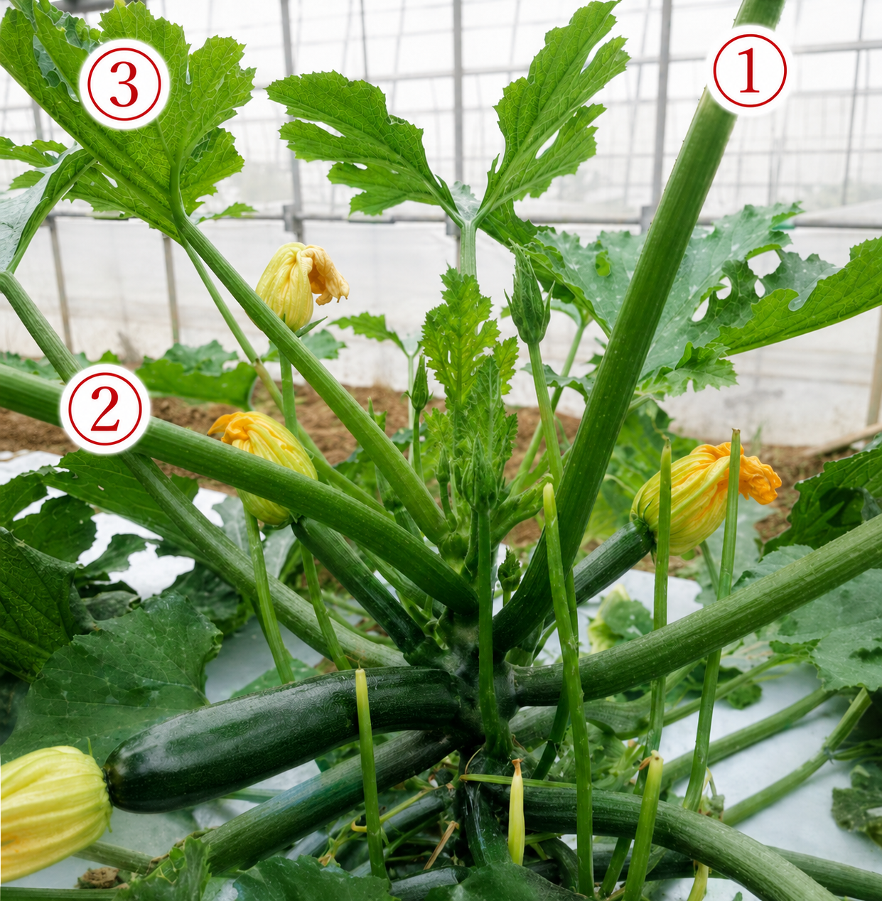 ズッキーニの順調な草勢を示す株の様子