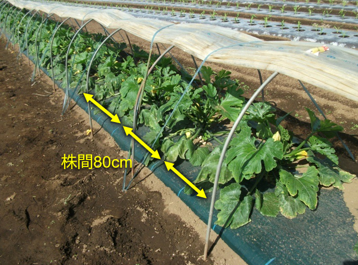 ズッキーニ栽培における株間の目安