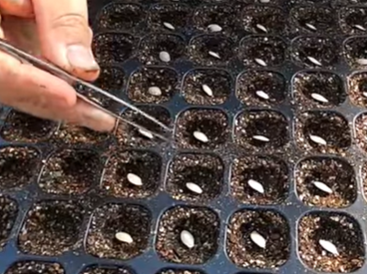 ズッキーニの種まき作業の様子