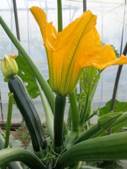 ズッキーニの雌花