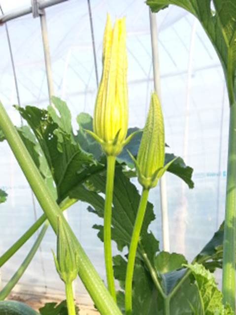 ズッキーニの雄花